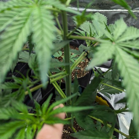 Banana Purple Punch Auto growlog photo: Bisschen LST gemacht an 2 Trieben..