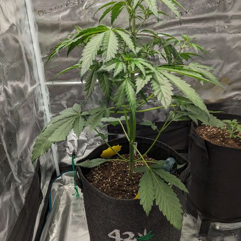 Banana Purple Punch Auto growlog timeline photo
