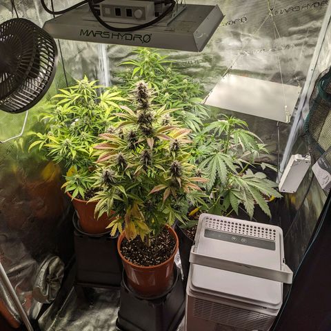 Banana Purple Punch Auto growlog photo: Gesamtübersicht...✌🏻