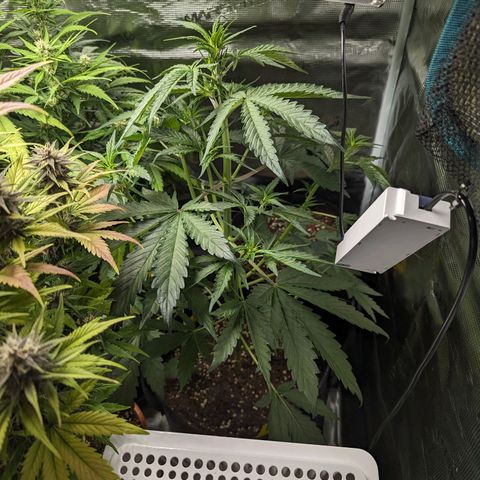 Banana Purple Punch Auto growlog timeline photo