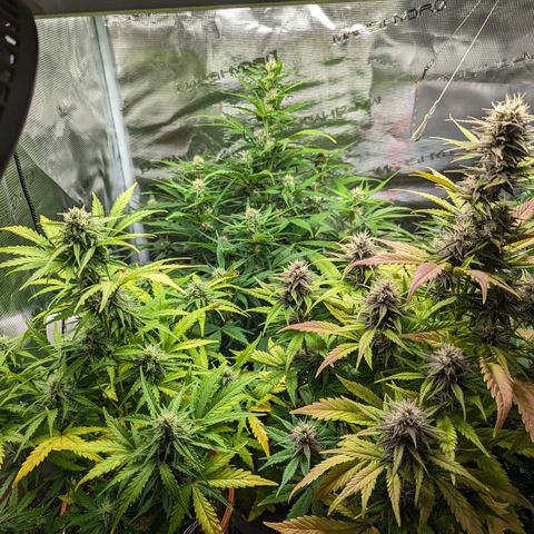 Banana Purple Punch Auto growlog photo: Gesamtübersicht