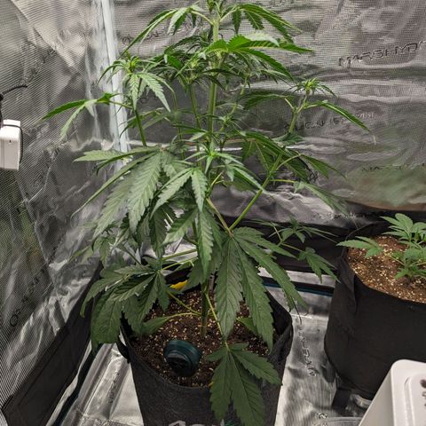 Banana Purple Punch Auto growlog timeline photo