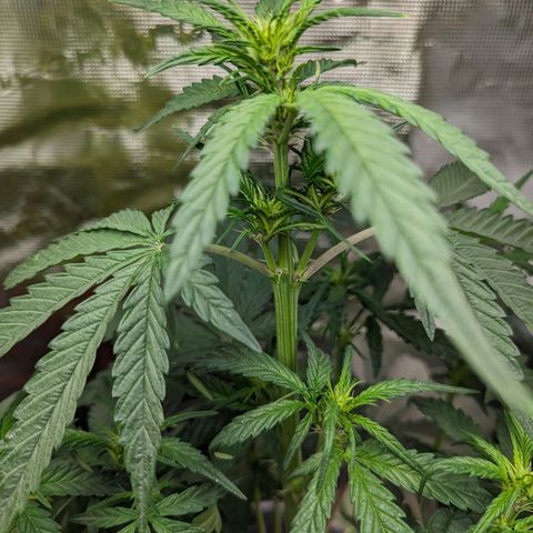 Banana Purple Punch Auto growlog timeline photo