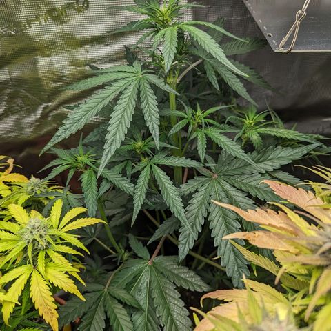 Banana Purple Punch Auto growlog timeline photo