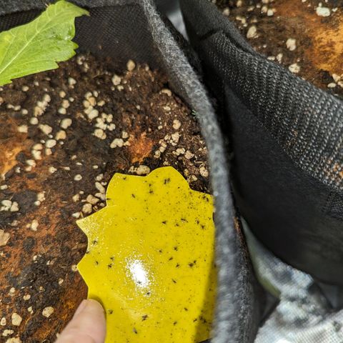 Banana Purple Punch Auto growlog photo: Trauermücken?