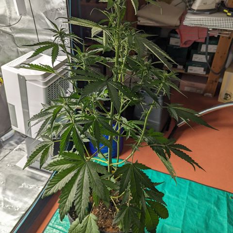 Banana Purple Punch Auto growlog timeline photo