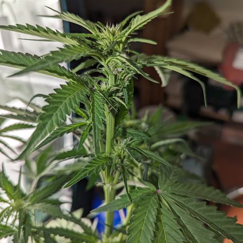 Banana Purple Punch Auto growlog timeline photo