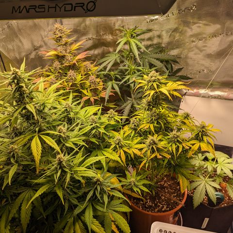 Banana Purple Punch Auto growlog photo: Gesamtübersicht