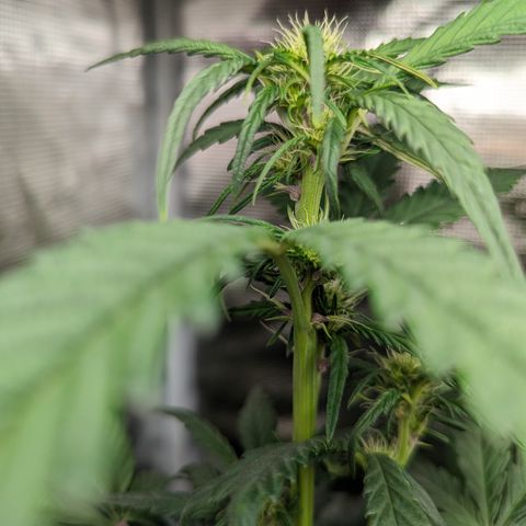 Banana Purple Punch Auto growlog photo: Wird schon bisschen purple ..😁 