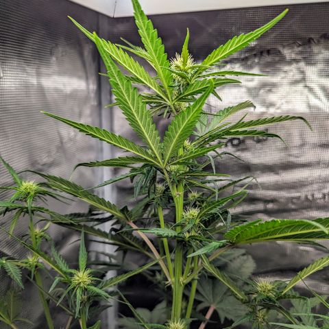 Banana Purple Punch Auto growlog timeline photo