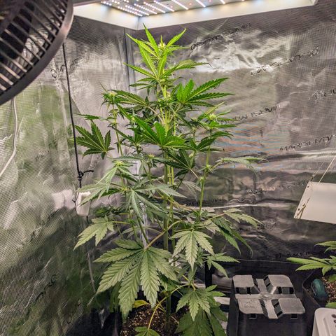 Banana Purple Punch Auto growlog timeline photo