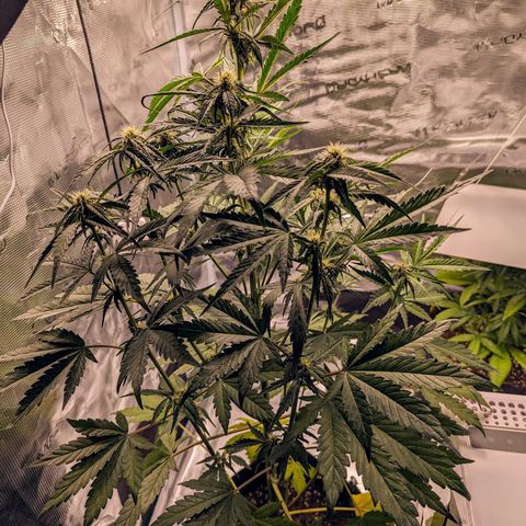 Banana Purple Punch Auto growlog timeline photo
