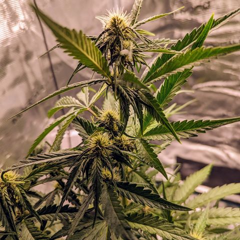 Banana Purple Punch Auto growlog timeline photo