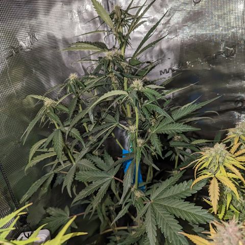 Banana Purple Punch Auto growlog timeline photo