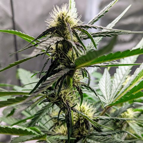 Banana Purple Punch Auto growlog timeline photo