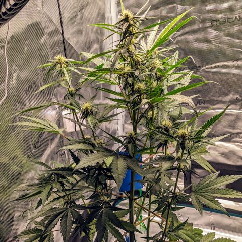 Banana Purple Punch Auto growlog timeline photo