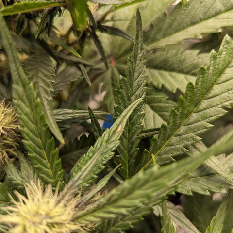 Banana Purple Punch Auto growlog timeline photo