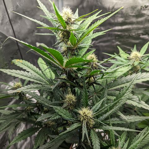 Banana Purple Punch Auto growlog timeline photo