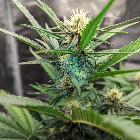 Banana Purple Punch Auto growlog timeline photo