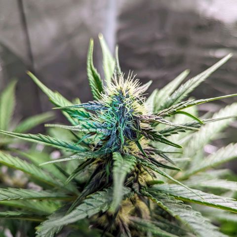 Banana Purple Punch Auto growlog timeline photo