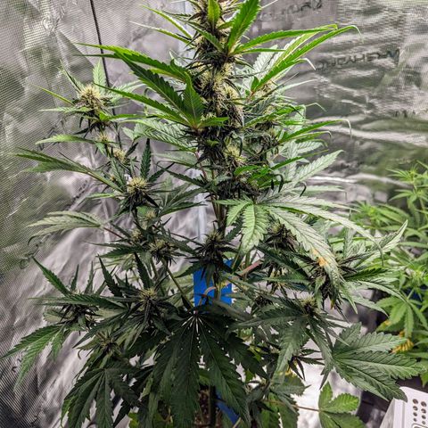 Banana Purple Punch Auto growlog timeline photo