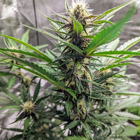 Banana Purple Punch Auto growlog timeline photo