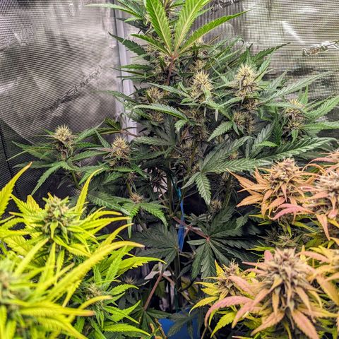 Banana Purple Punch Auto growlog timeline photo