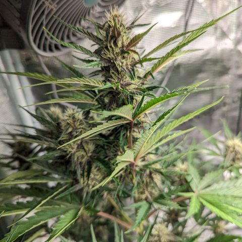 Banana Purple Punch Auto growlog timeline photo