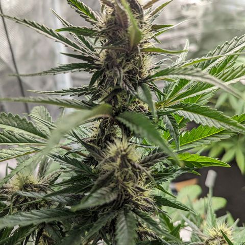 Banana Purple Punch Auto growlog timeline photo