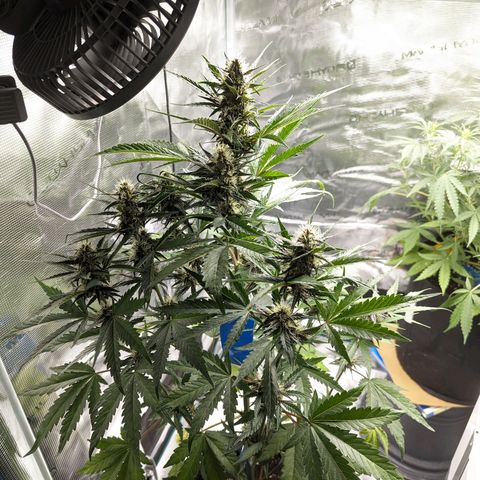 Banana Purple Punch Auto growlog timeline photo