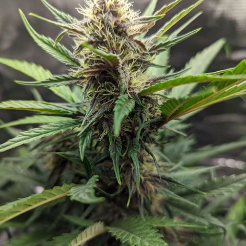 Banana Purple Punch Auto growlog timeline photo