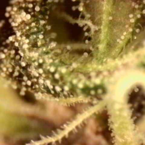 Banana Purple Punch Auto growlog timeline photo