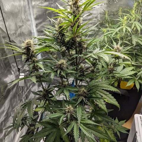 Banana Purple Punch Auto growlog timeline photo