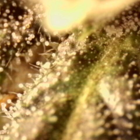 Banana Purple Punch Auto growlog timeline photo