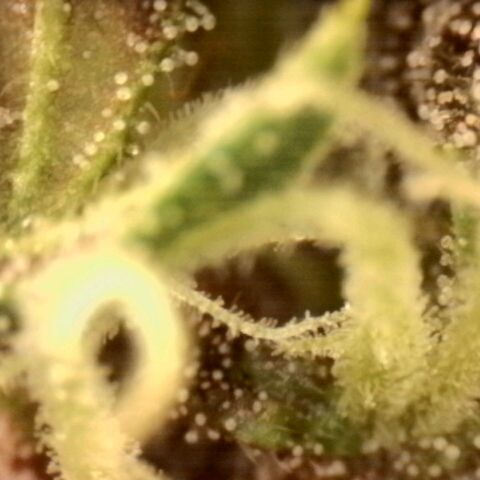 Banana Purple Punch Auto growlog timeline photo