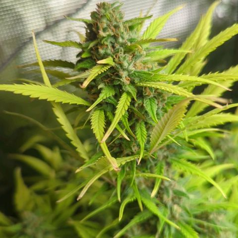 Banana Purple Punch Auto growlog timeline photo