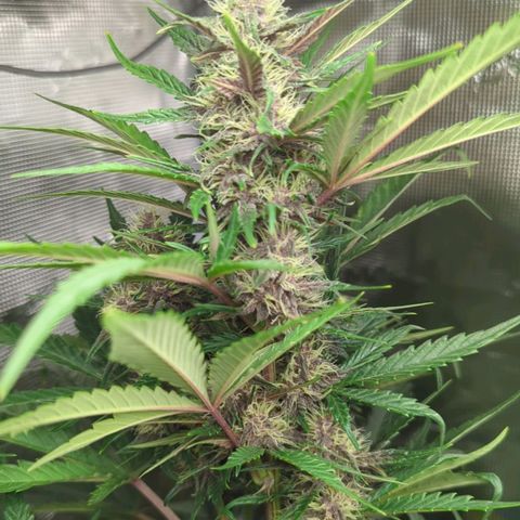 Banana Purple Punch Auto growlog timeline photo