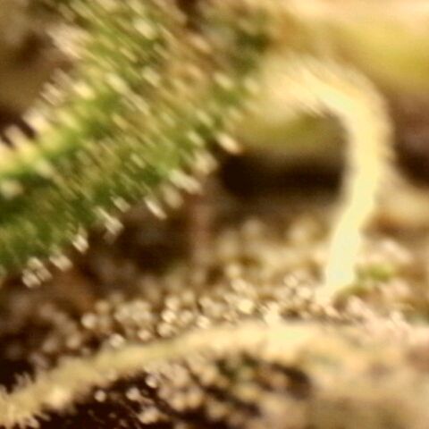 Banana Purple Punch Auto growlog timeline photo