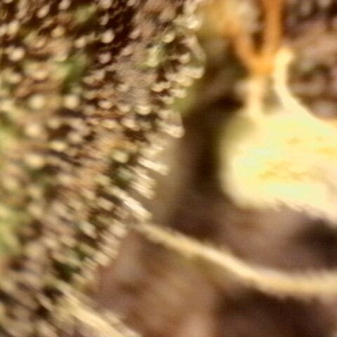 Banana Purple Punch Auto growlog timeline photo