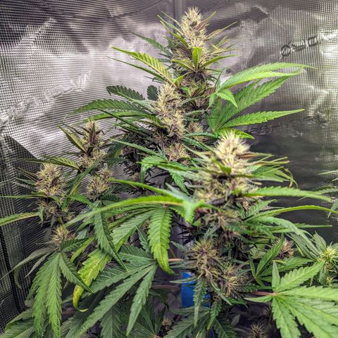 Banana Purple Punch Auto growlog timeline photo