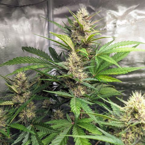 Banana Purple Punch Auto growlog timeline photo