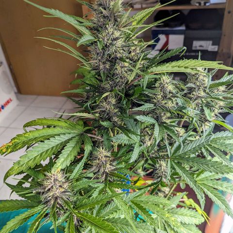 Banana Purple Punch Auto growlog timeline photo