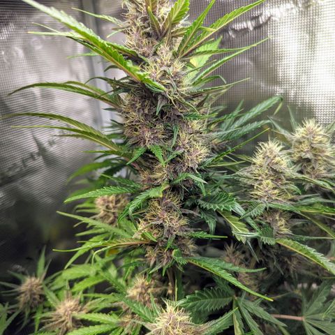 Banana Purple Punch Auto growlog timeline photo