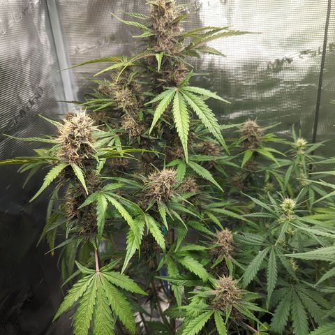 Banana Purple Punch Auto growlog timeline photo