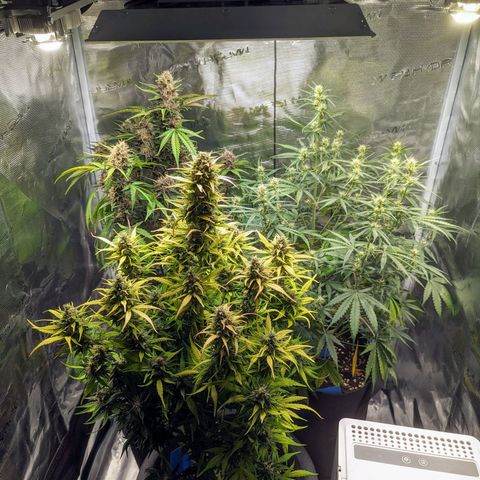 Banana Purple Punch Auto growlog photo: Gesamtübersicht