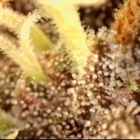 Banana Purple Punch Auto growlog timeline photo