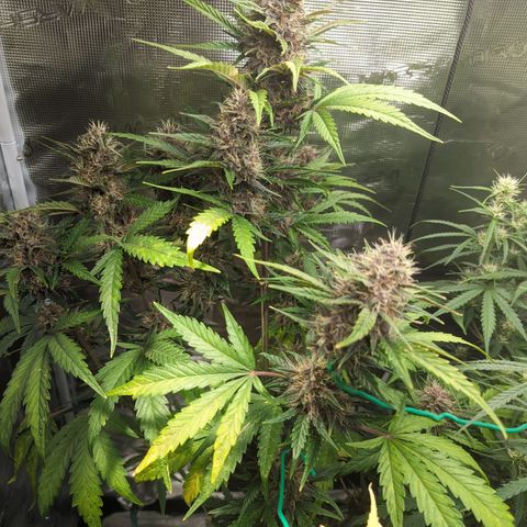 Banana Purple Punch Auto growlog timeline photo