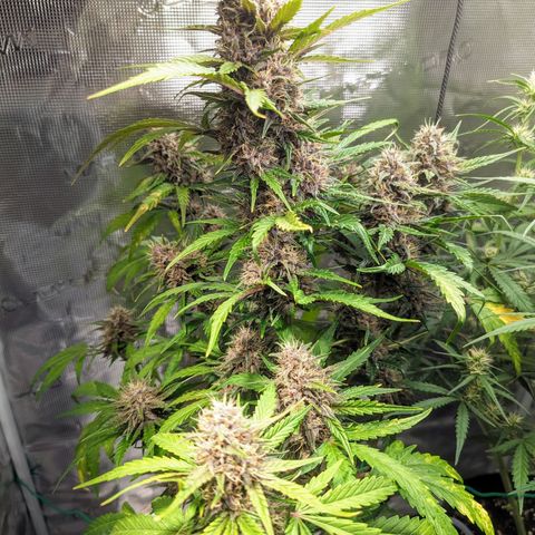 Banana Purple Punch Auto growlog timeline photo