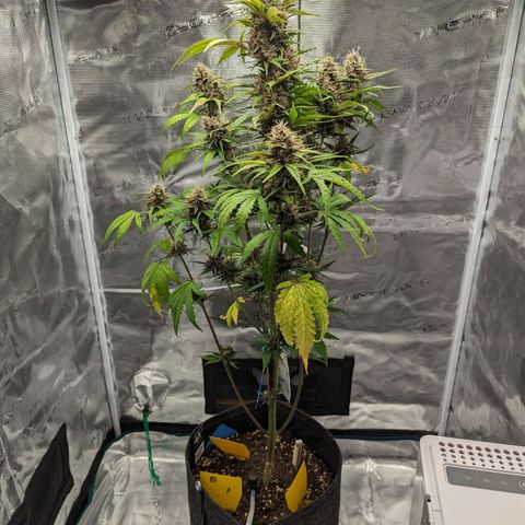 Banana Purple Punch Auto growlog timeline photo
