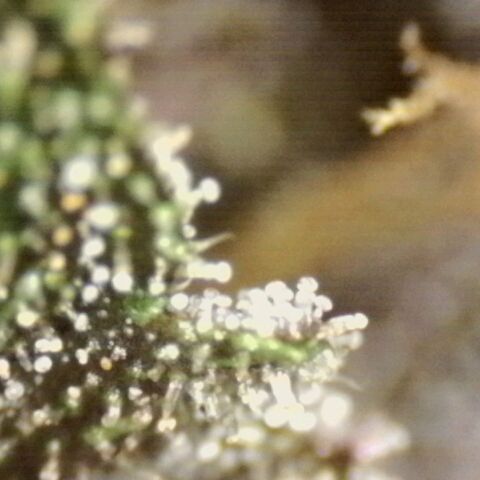 Banana Purple Punch Auto growlog timeline photo